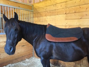 CSI-Saddle-Pad-Smoky